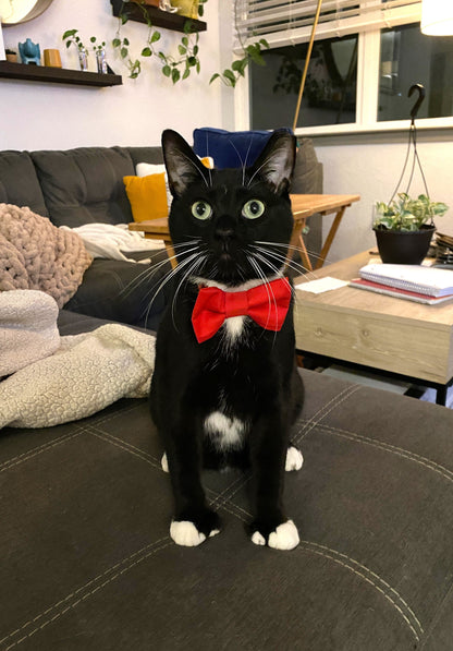 Red Dog Bow Tie | Red Cat Bow Tie | Collar Bowtie | Pet Bowtie | Dog Bowtie | Cat Bowtie | Dog Accessories | Cat Accessories | Pet Bow Tie